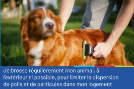 Photo représentant un beau chien à poils longs en train de se faire brosser à l'extérieur. La photo est accompagnée du conseil "Je brosse régulièrement mon animal, à l'extérieur si possible, pour limiter la dispersion de poils et de particules dans mon logement"