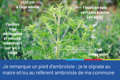 Photo d'un plan d'ambroisie avec ses caractéristiques (hauteur d'au moins 1,20m, feuiles découpées et vertes de chaque côté, fleurs jaune ou vert pâle en août, tige rouge velue), accompagnée du conseil "je remarque un pied d'ambroisie: je le signale au maire et/ou au référent ambroisie de ma commune".